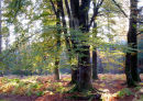 beech tree
